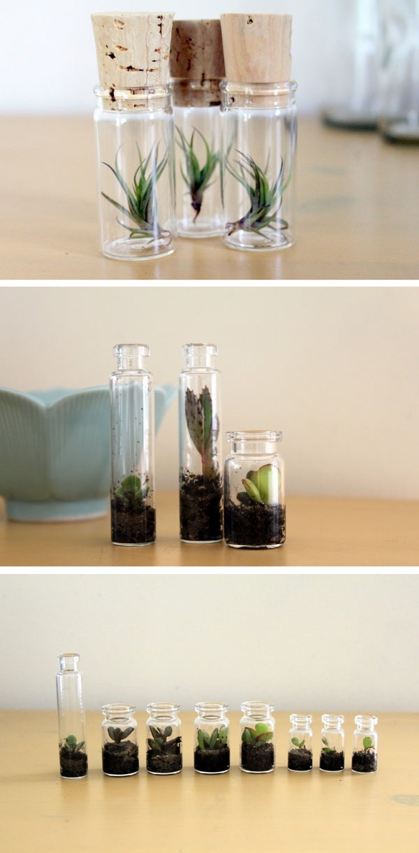 Tiny Terrariums 